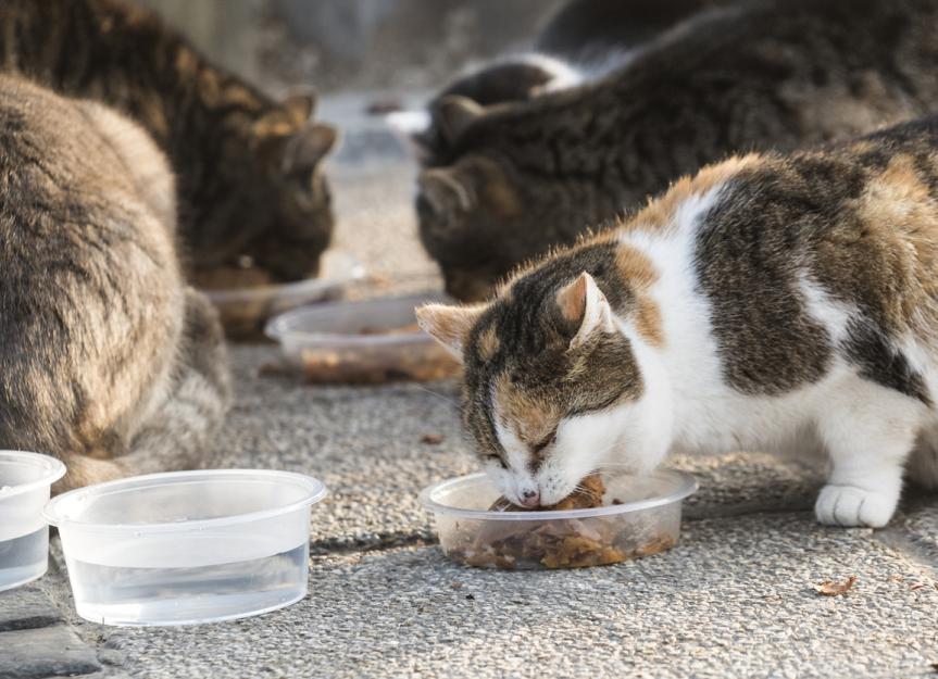 Free cat food shop for feral cats